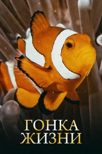 <h1>Гонка жизни</h1>