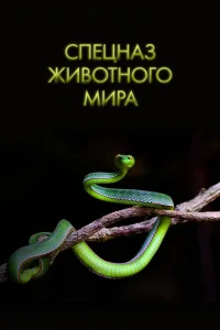 <h1>Спецназ животного мира</h1>