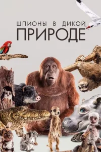 <h1>Шпионы в дикой природе</h1>