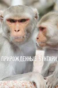 <h1>Прирожденные бунтари</h1>