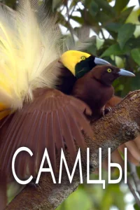 <h1>Самцы</h1>