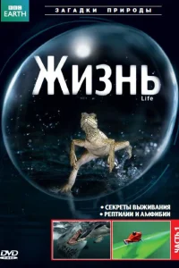 <h1>BBC: Жизнь</h1>