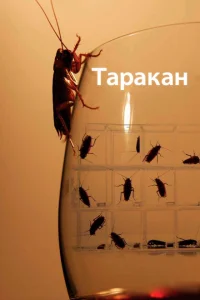<h1>Таракан</h1>
