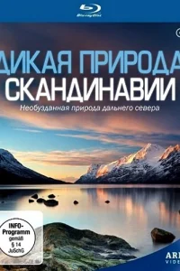 <h1>Дикая природа Скандинавии</h1>