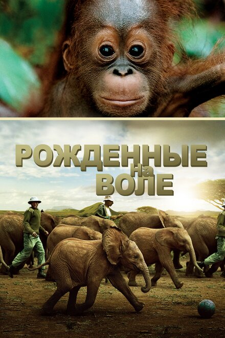 <h1>Рожденные на воле</h1>