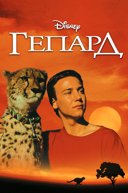 <h1>Гепард</h1>