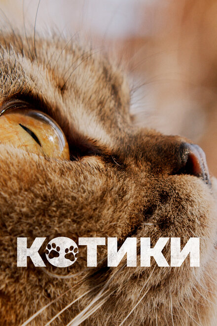 <h1>Котики</h1>