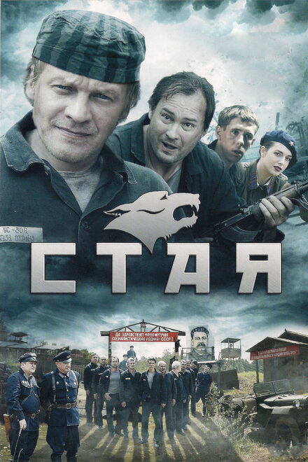 <h1>Стая </h1>