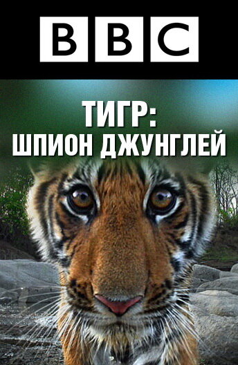 <h1>BBC: Тигр — Шпион джунглей</h1>
