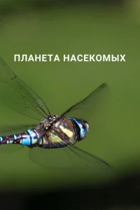 <h1>Планета насекомых</h1>
