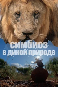 <h1>Симбиоз в дикой природе</h1>